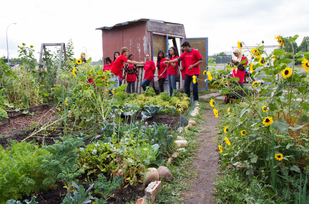 Volunteer garden