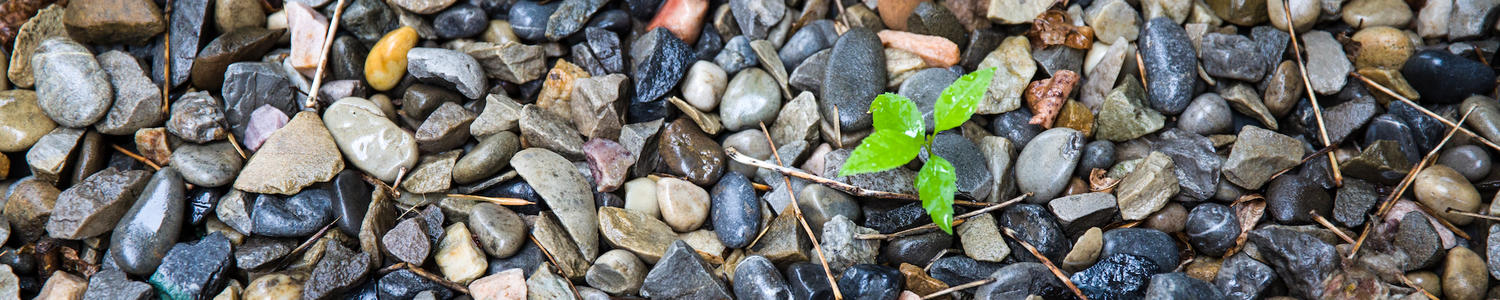 rocks