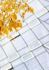 fall leaves against the MacKimmie Tower