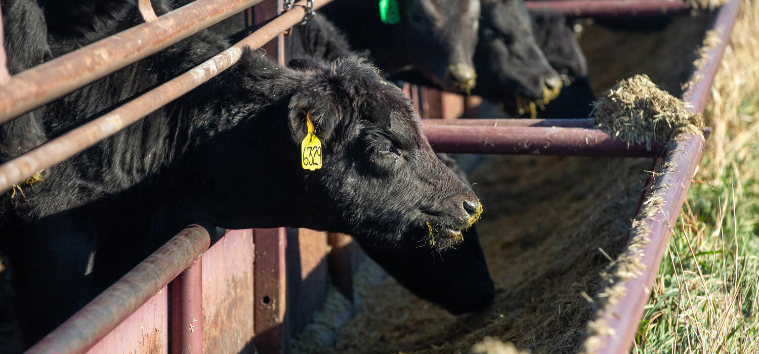 Cows eating in feedlot