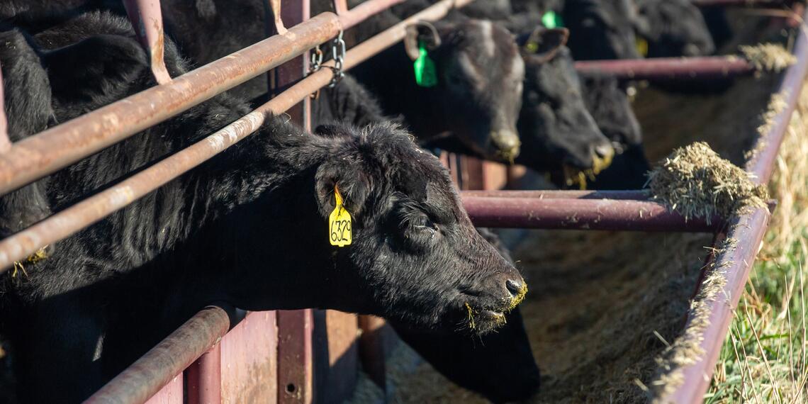 A cow eating out a trough