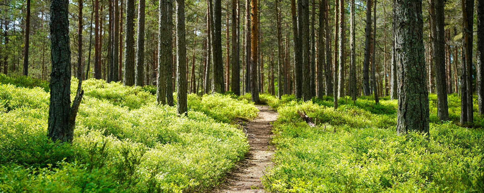 Pathway in Forest