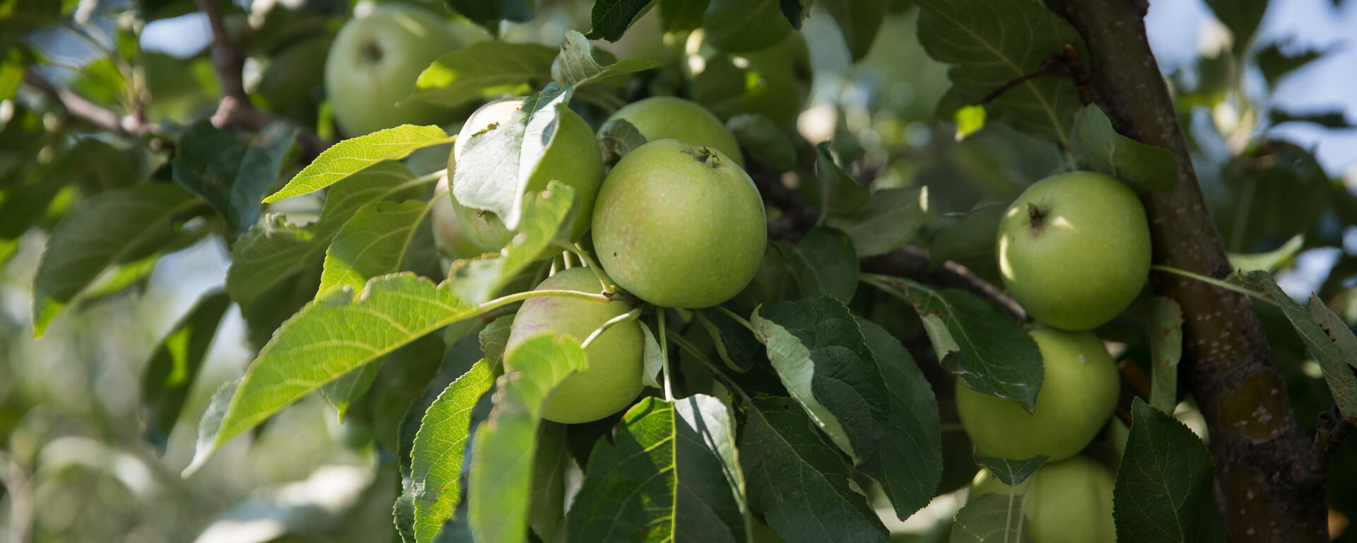 Edible Garden Apples