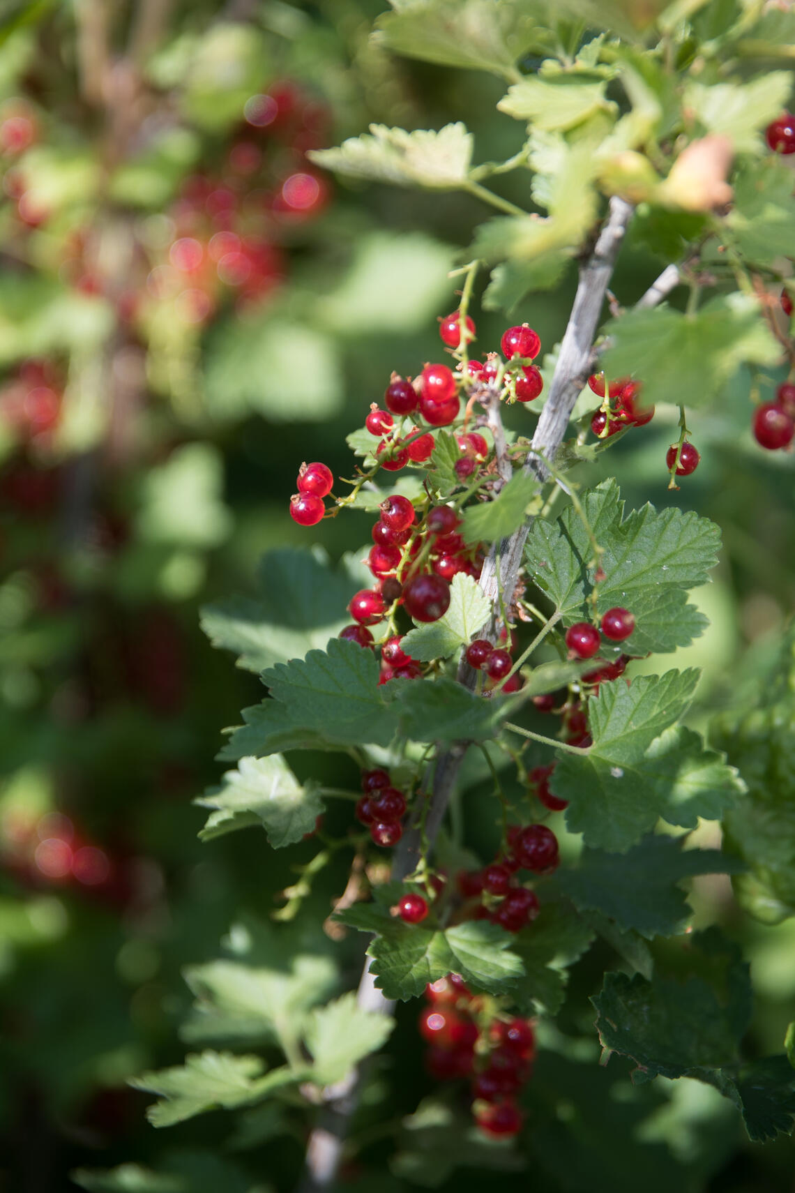 Edible Garden Currants